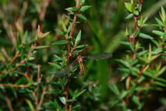 Leptotarsus igniceps