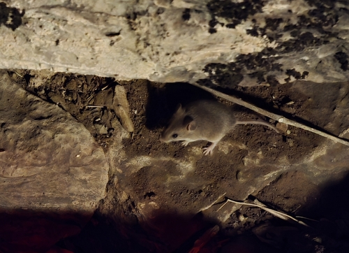 Common Pygmy Rock Mouse (Petromyscus collinus)