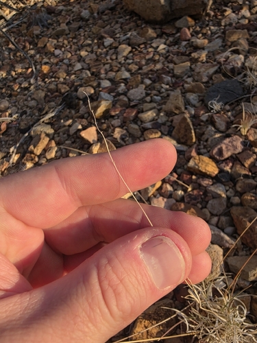 Bouteloua erecta, 2026-05-17