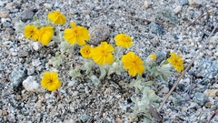 Eriophyllum wallacei