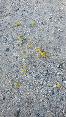 Eriophyllum wallacei
