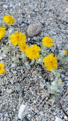 Eriophyllum wallacei