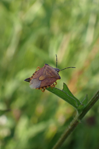 Black-shouldered Shieldbug
