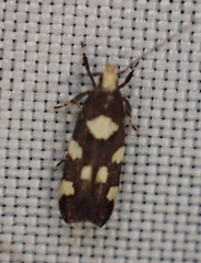 Limnaecia tetraplanetis