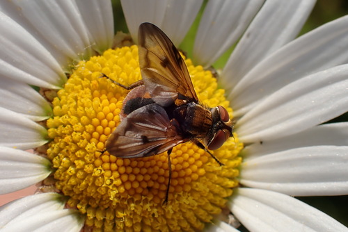 Ectophasia crassipennis