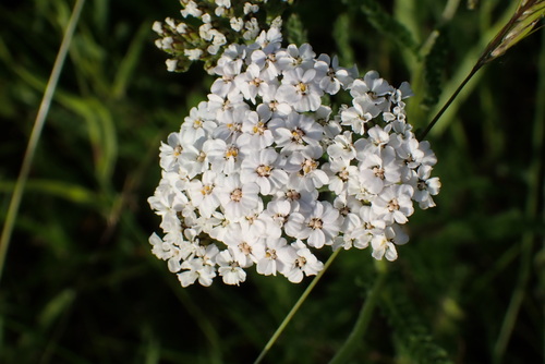 common yarrow