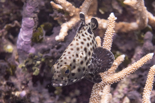 Epinephelus howlandi observed 2026-04-29