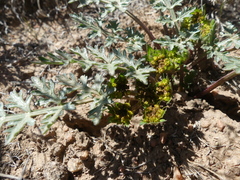 Cymopterus glomeratus