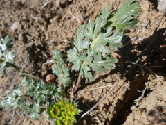 Cymopterus glomeratus