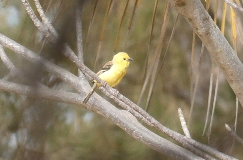 Sudan Golden Sparrow