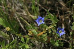 Gentiana aquatica pseudoaquatica