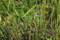 Gentiana aquatica pseudoaquatica