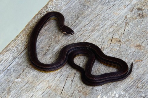 Photo of a Godman's Graceful Brown Snake (Rhadinella godmani)