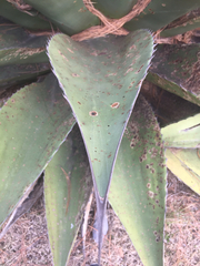 Agave gentryi