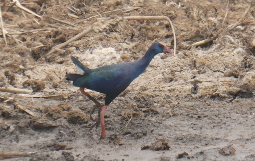 iNaturalist image