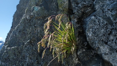 Poa novae-zelandiae