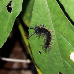 Hamadryas amphinome amphinome