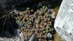 Veronica ciliolata ciliolata