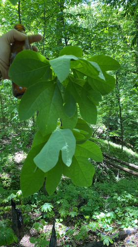 sassafras