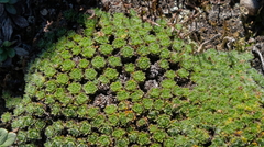 Veronica ciliolata ciliolata