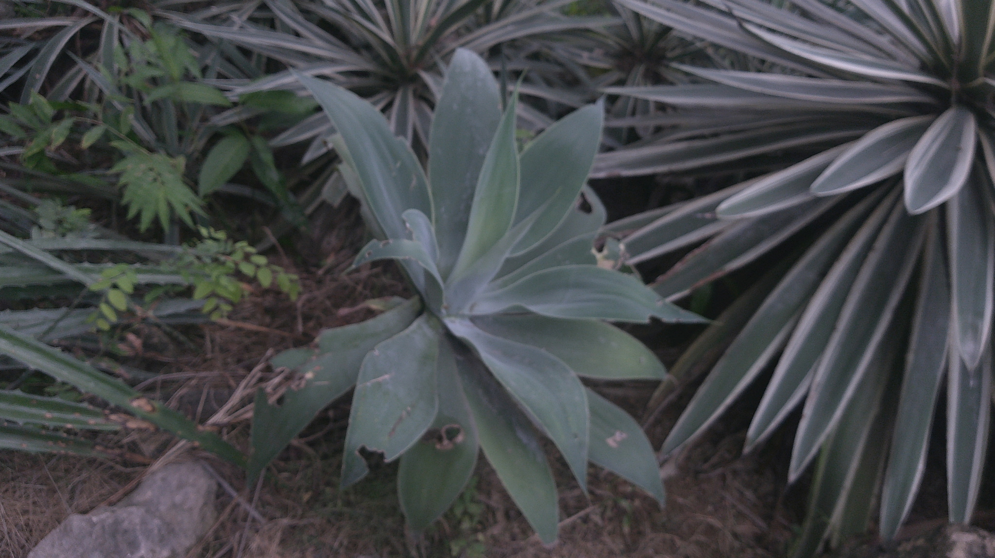 Imagem de Agave-dragão