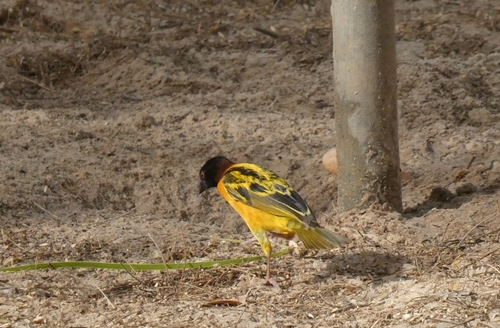 Village Weaver