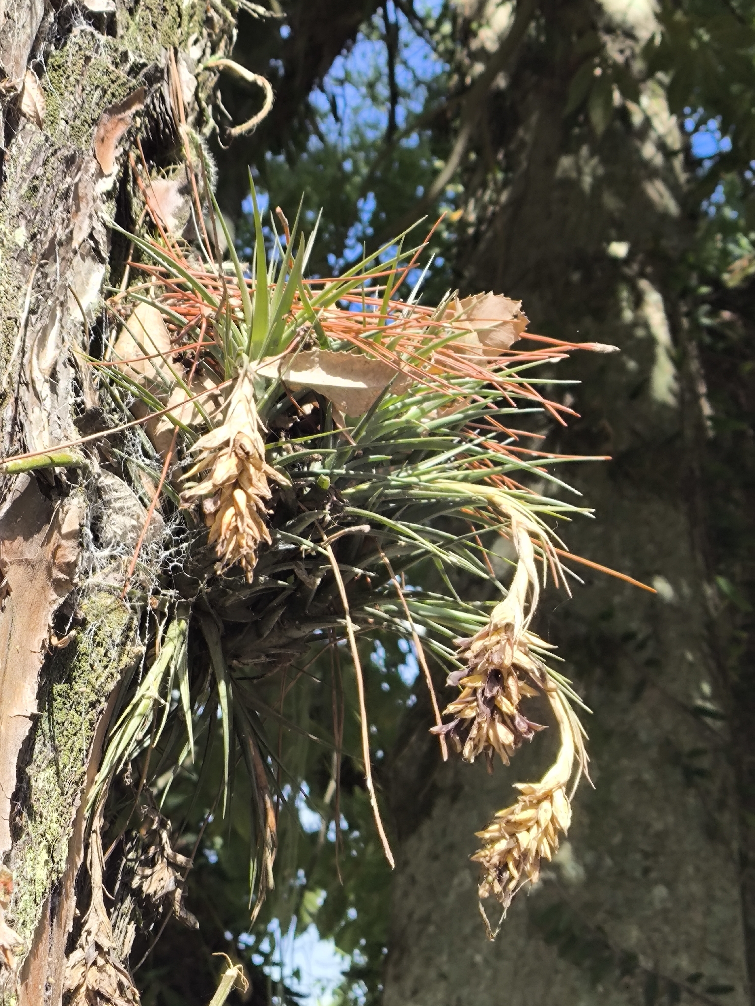 Tillandsia aeranthos