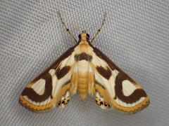Theila siennata