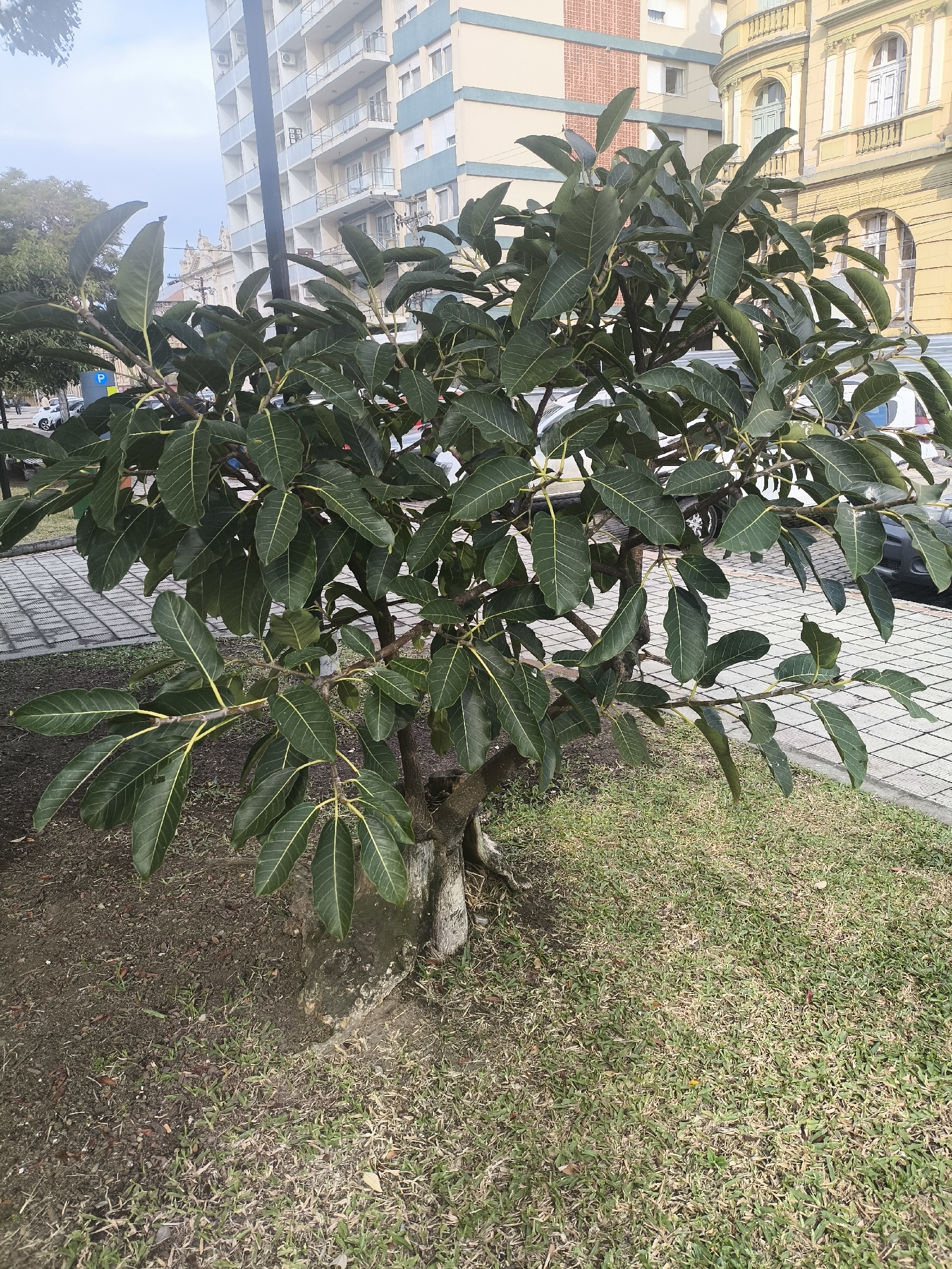 Ficus luschnathiana