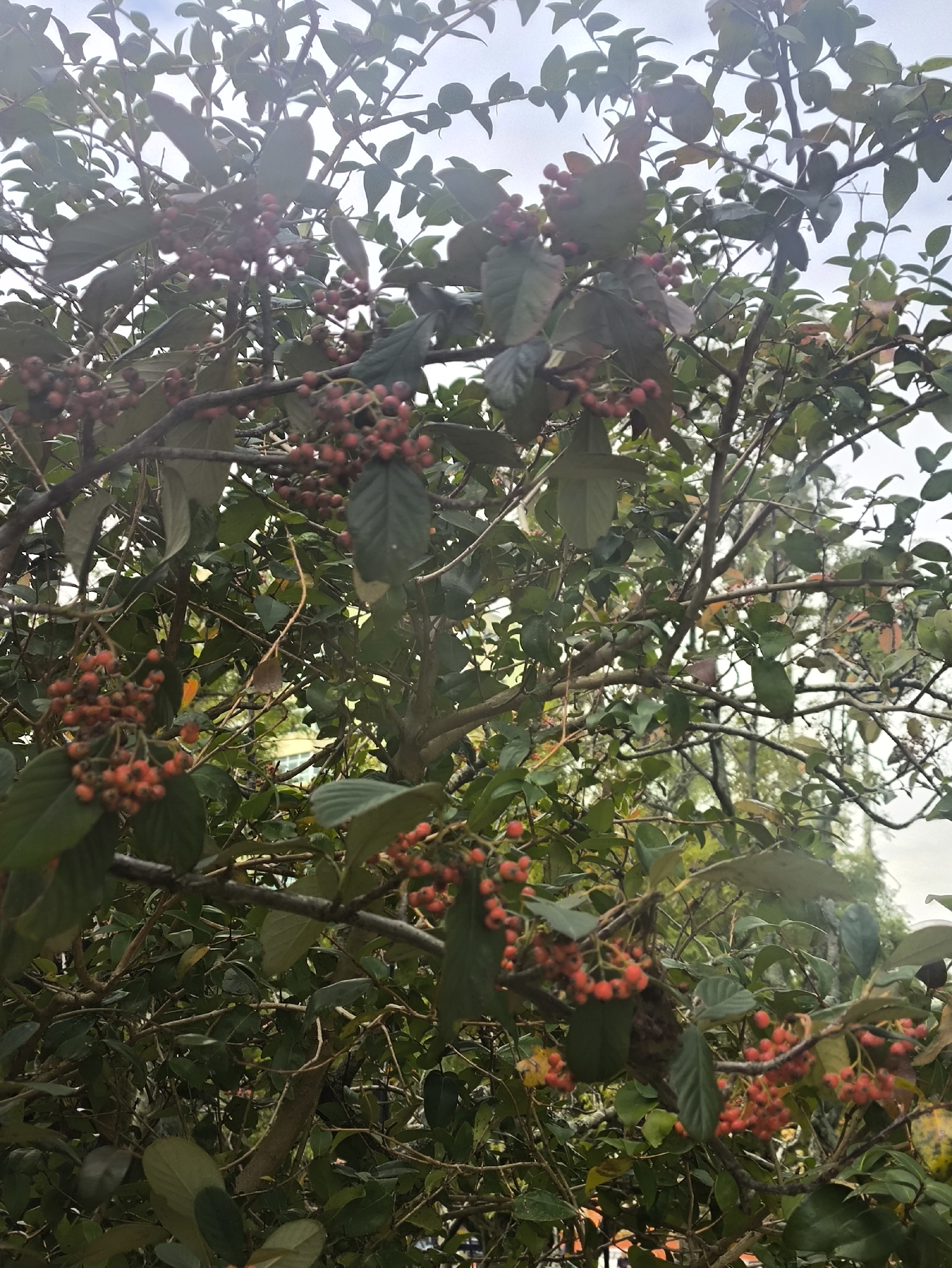 Cotoneaster coriaceus