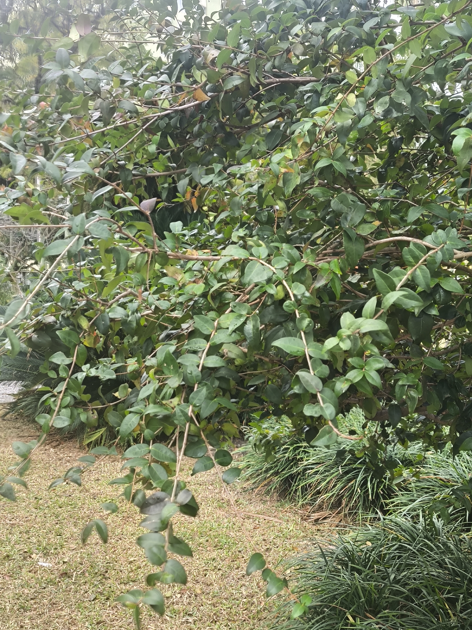 Eugenia uniflora