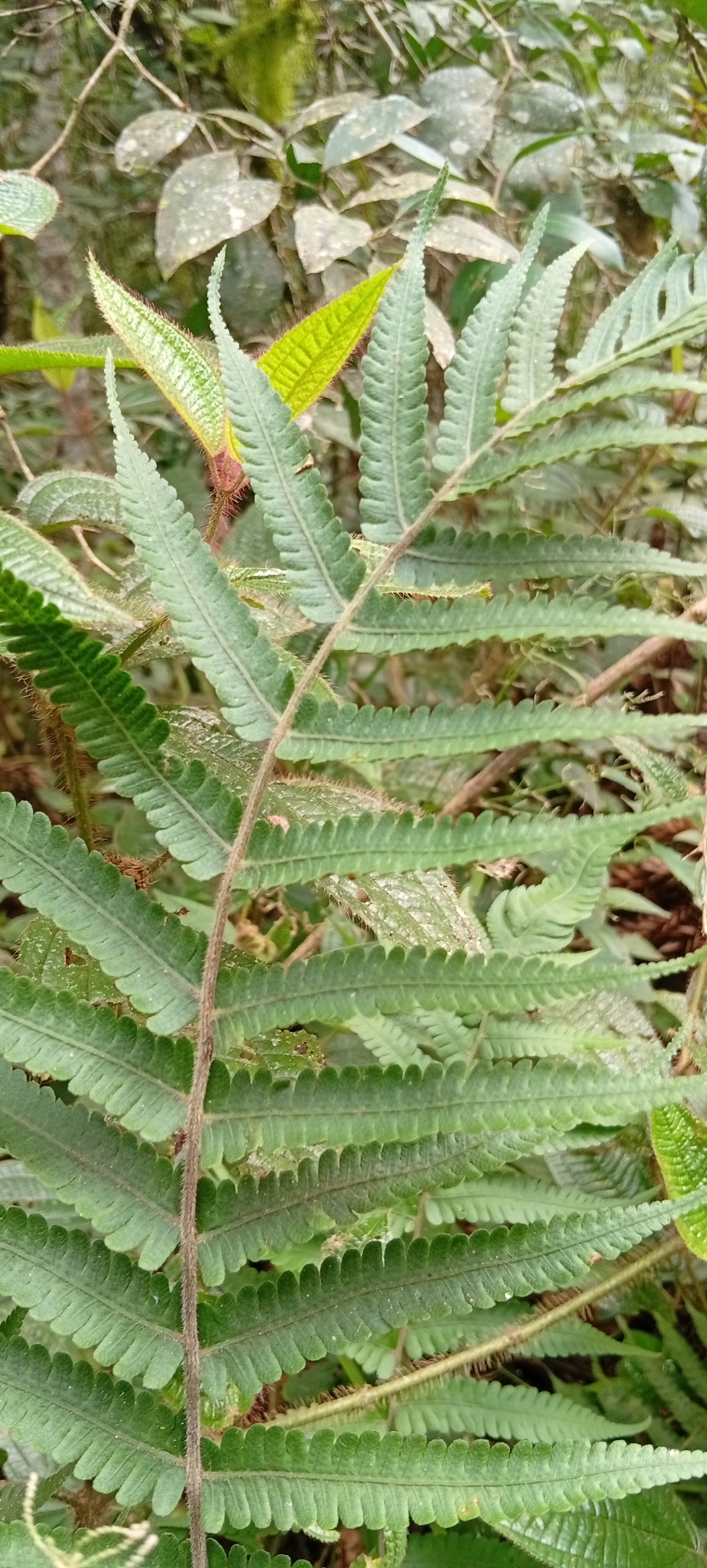 Christella dentata