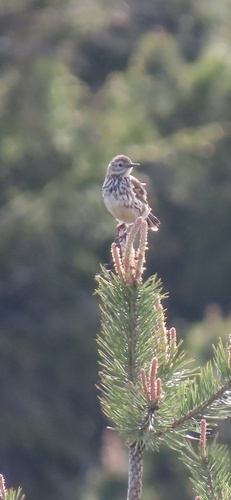 Pipit farlouse