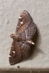 Lamprosema