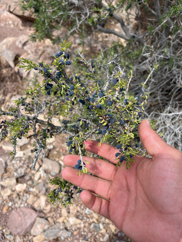 Narrowleaf Forestiera