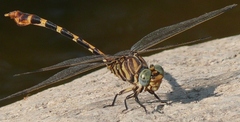Phyllogomphoides stigmatus