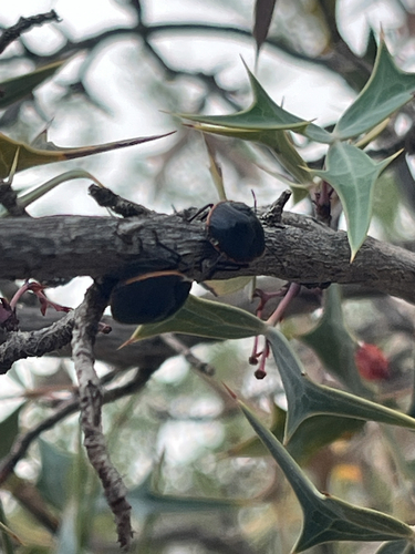 Conchuela Bug