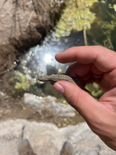Ornate Tree Lizard