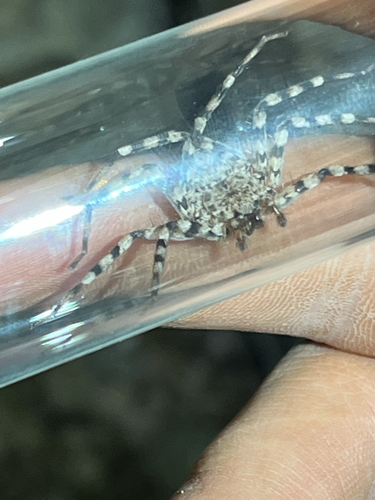 Selenops actophilus