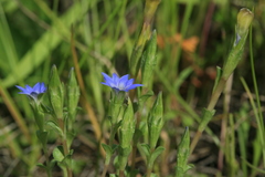 Gentiana aquatica pseudoaquatica