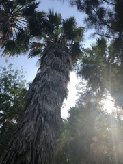 Washingtonia robusta
