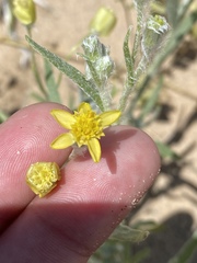 Baileya pauciradiata