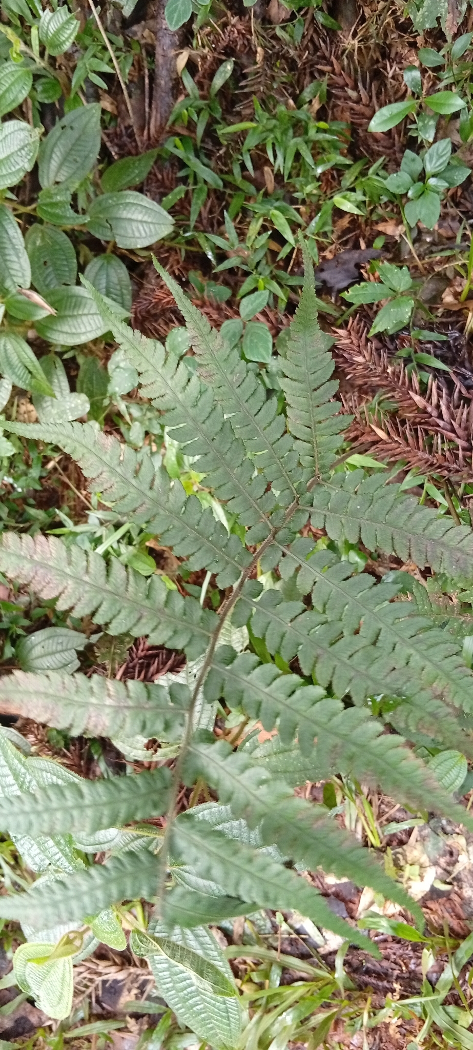 Deparia petersenii