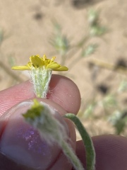 Baileya pauciradiata