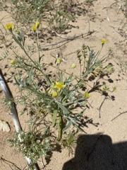 Baileya pauciradiata