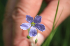 Linum amurense