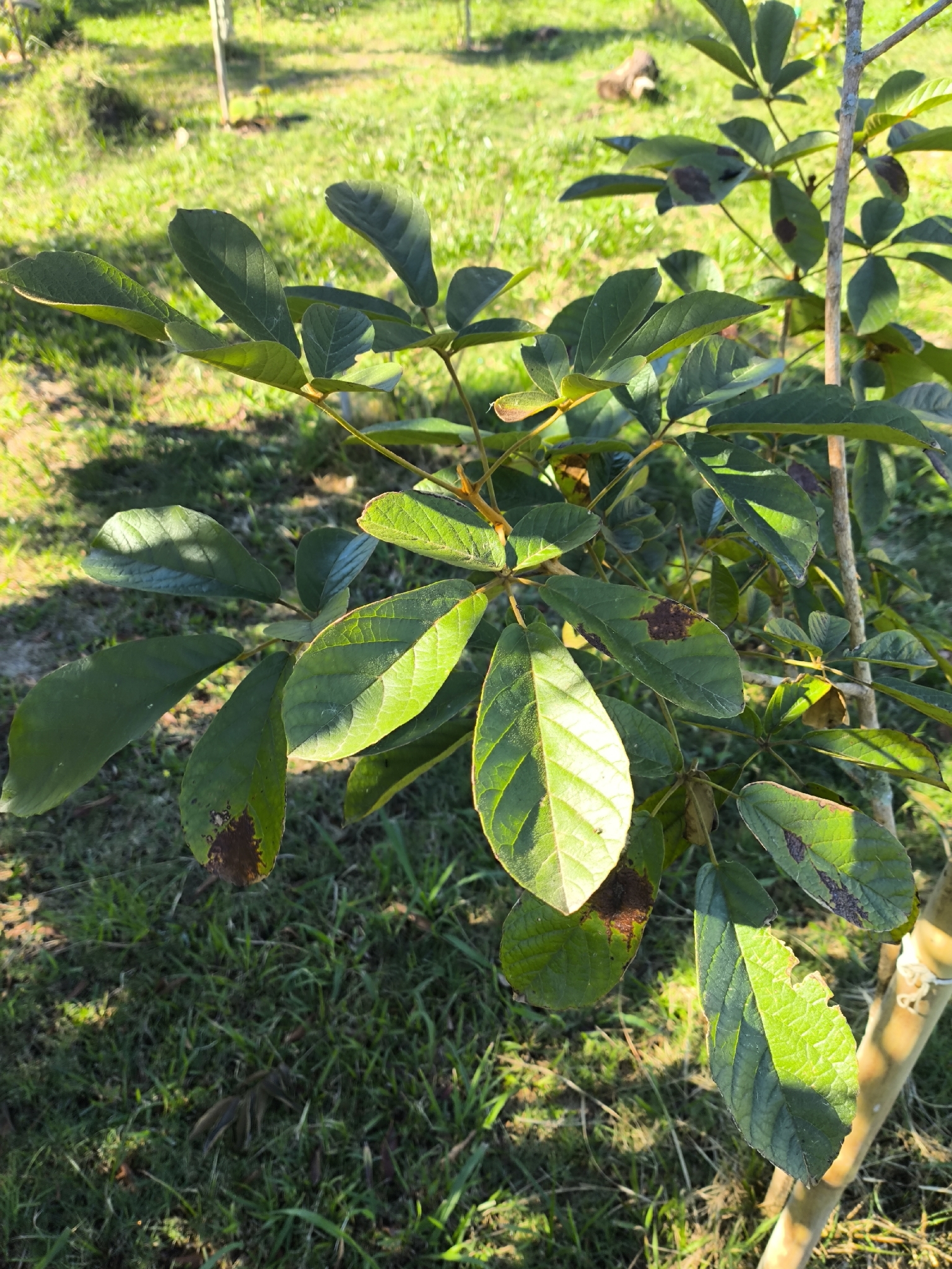 Handroanthus chrysotrichus