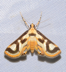 Theila siennata
