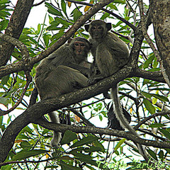 Macaca