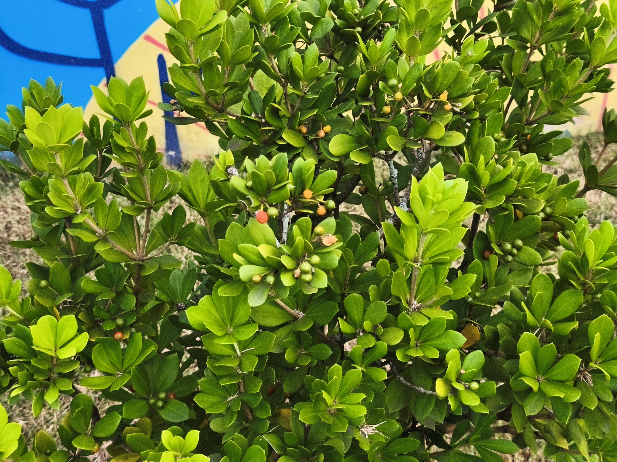 Jacquinia armillaris